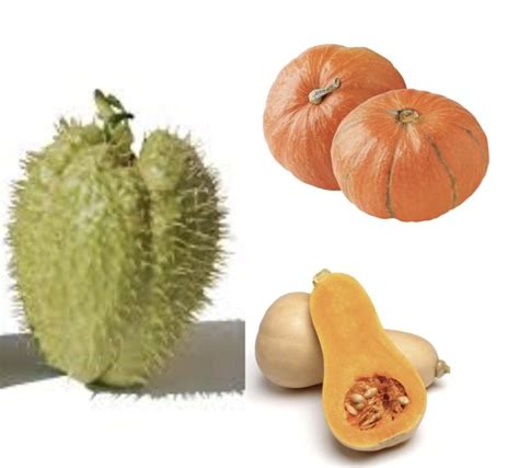 Različne vrste buč