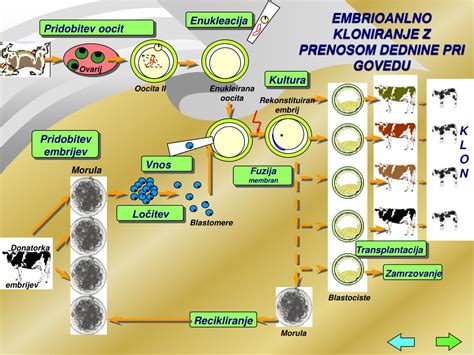Diagram procesa presajanja zarodkov pri govedu