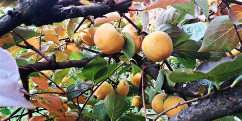 Kaki na drevesu v jesenskem soncu