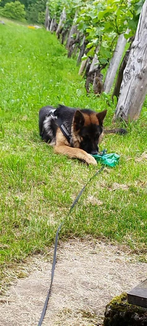 simbolična slika rodovnika psa