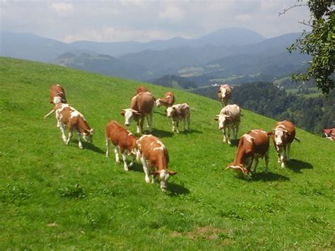Krave na gorenjskem pašniku