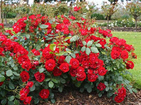 Raznolike sorte vrtnic v cvetu