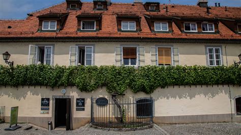 Najstarejša trta na svetu v Mariboru