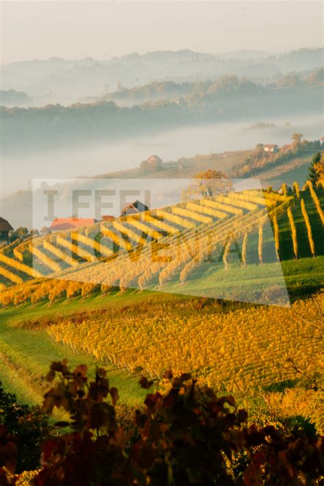 Vinogradi na Bizeljskem