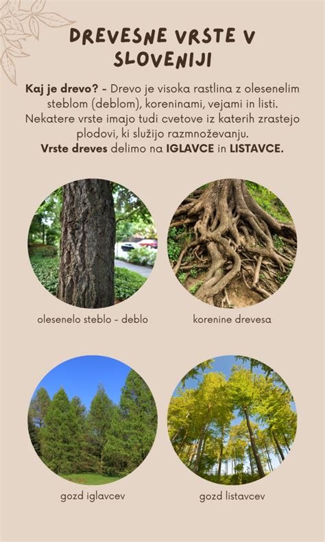 Infografika, ki prikazuje različne vrste elektronskih vinjet in njihove prednosti