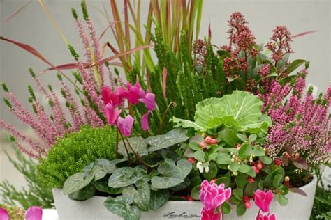 Primerek botanične risbe rastline