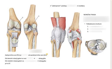 Diagram človeškega kolenskega sklepa z označenimi ligamenti
