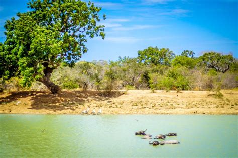 Panoramski pogled na narodni park Yala s savano in drevesi