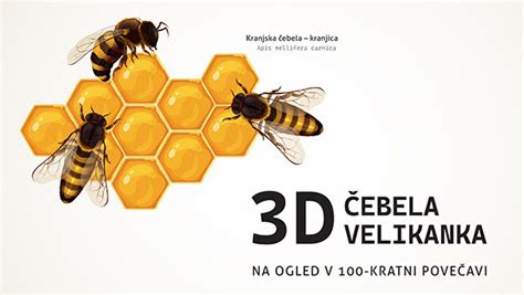 Ilustracija kranjske čebele