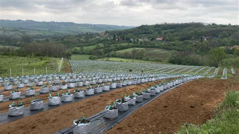 Vinogradniške parcele na pobočju Goričkega