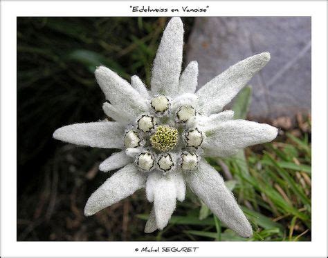 Alpske rože na planinskem travniku