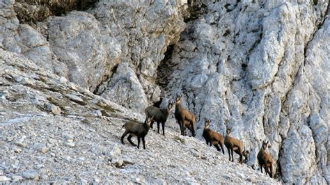 Gams, ki se pase na skalnatem pobočju