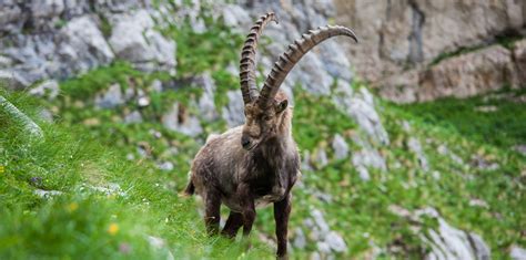 Alpski kozorog na skalnatem pobočju