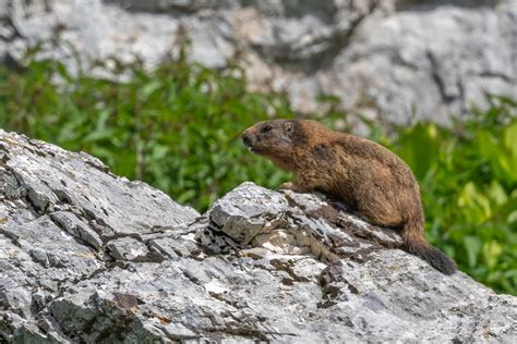 Alpski svizec, ki stoji na zadnjih nogah