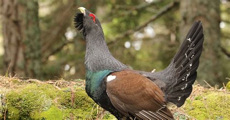 Divji petelin v času parjenja