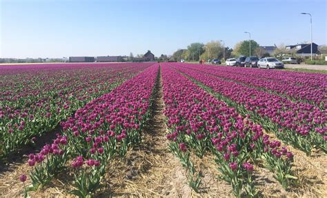 Cvetoča polja tulipanov na Nizozemskem
