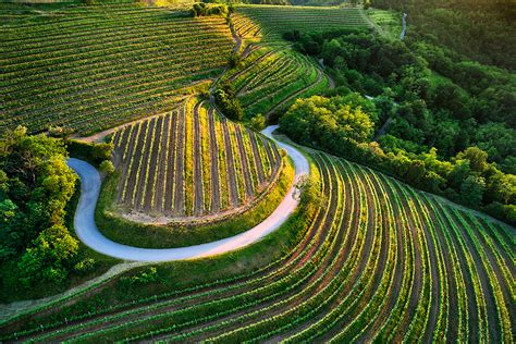 Panorama Vipavske doline s vinogradi