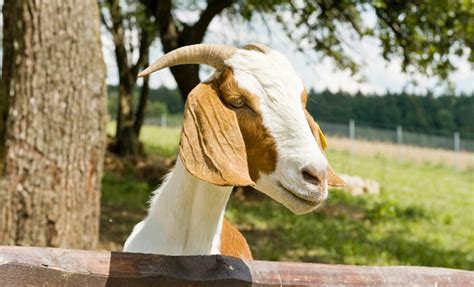 koroška kmetija z živalmi