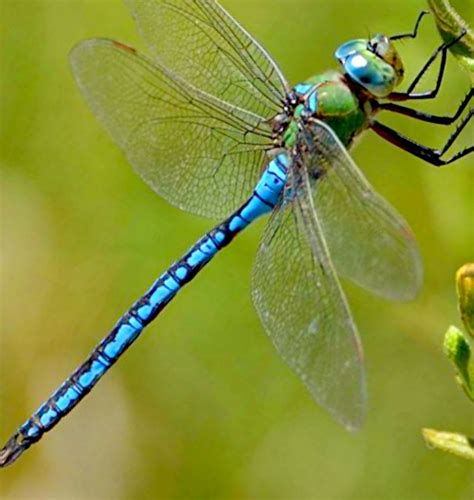 Kačji pastir na cvetu ob ribniku