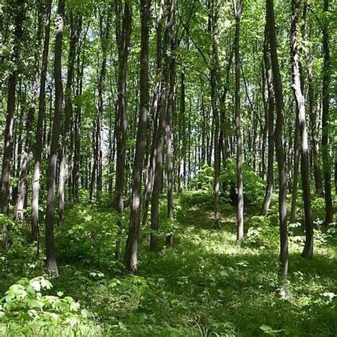 Raznolika flora na pobočjih Olimpa