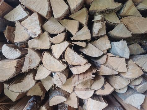 Različne vrste dreves v Botaničnem vrtu Sežana