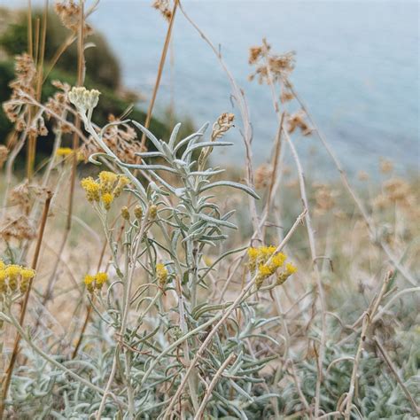 Biseri Elafitskih otokov