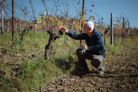 Istrska kmetija z oljčnim oljem in vinom