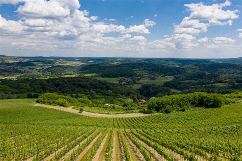 Pokrajina slovenske Istre s vinogradi in oljčnimi nasadi