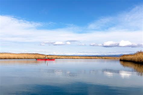 Močvirnato območje izliva reke Raše s pticami