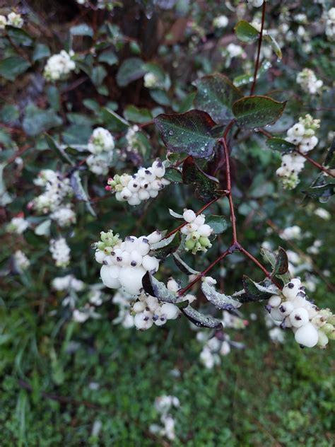 Tujerodne rastline v naravi