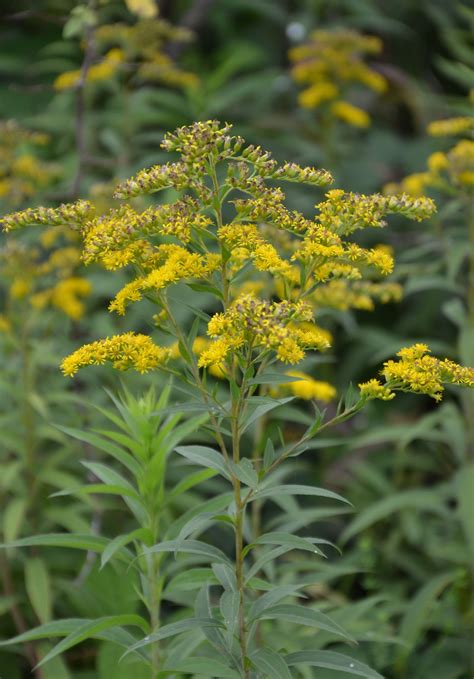 Zlata rozga, pogosta invazivna rastlina