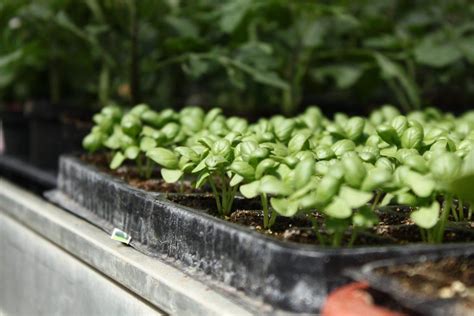 Različne vrste zelenjave in sadik