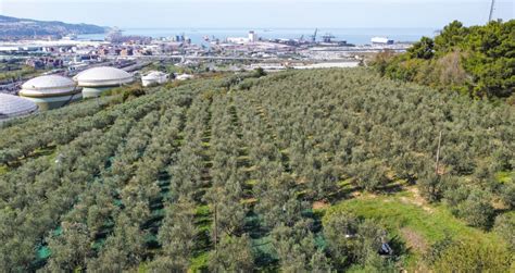 Oljčni nasadi v okolici Lovišta