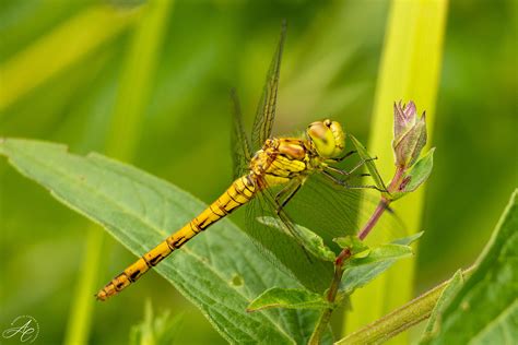 Slika skupine Kačji pastirji