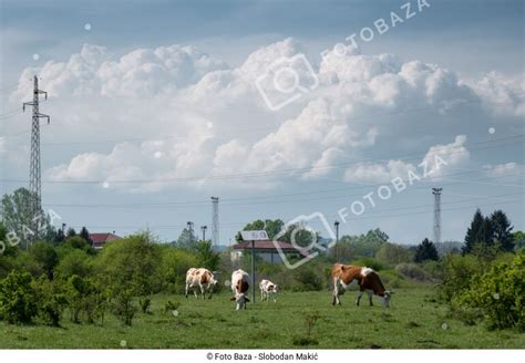 Fotografija krave na pašniku