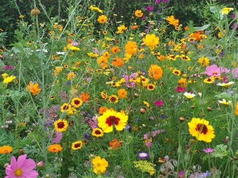 Pisani cvetlični travnik v Julijskih Alpah