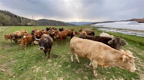 Kmetija Černelič v Dečnem selu