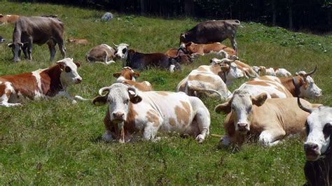 Govedo na paši na Kmetiji Černelič