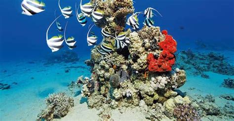 pisane ribe in korale v morju