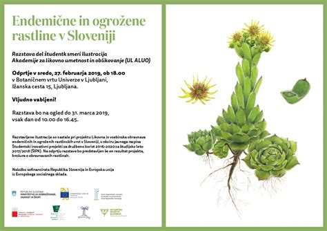 Ilustracija endemične rastline iz Sierra Nevade