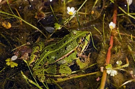 žaba proti krastači