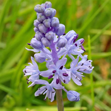 Ilustracija travniške morske čebulice (Scilla litardierei)