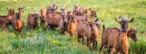 Slovenska srnasta koza na pašniku