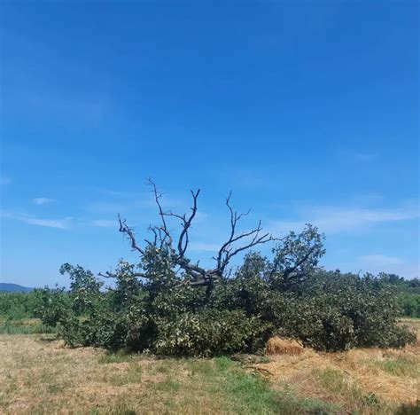 Sveti hrast v vaškem gaju