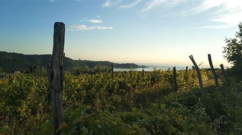 Sredozemska pokrajina Istre z vinogradi in oljčnimi nasadi