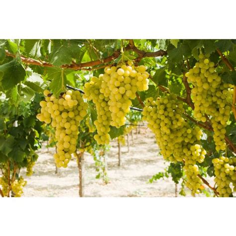 vinska trta s cvetovi akacije