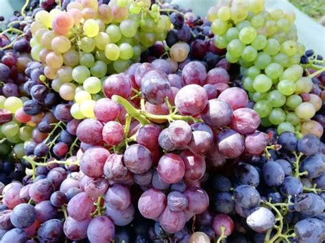 različne sorte grozdja v vinogradu