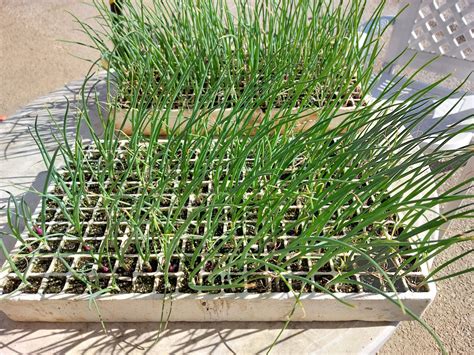 Fotografija raške čebule