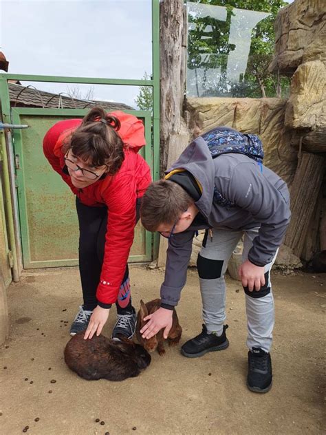 Otroci hranijo žival v mini ZOO