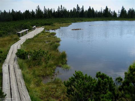 Ribniško jezero s šotnim barjem